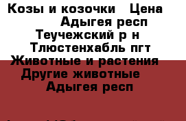 Козы и козочки › Цена ­ 2 000 - Адыгея респ., Теучежский р-н, Тлюстенхабль пгт Животные и растения » Другие животные   . Адыгея респ.